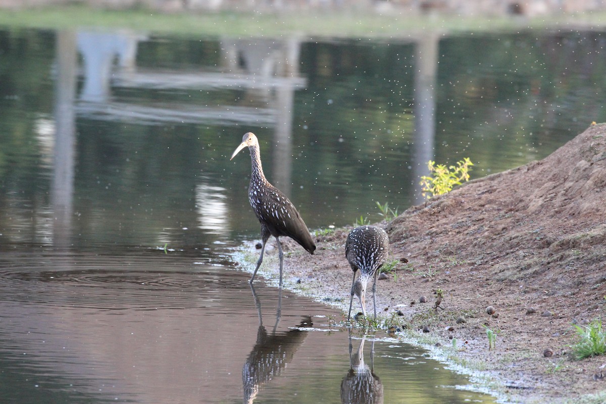Limpkin - ML175260721