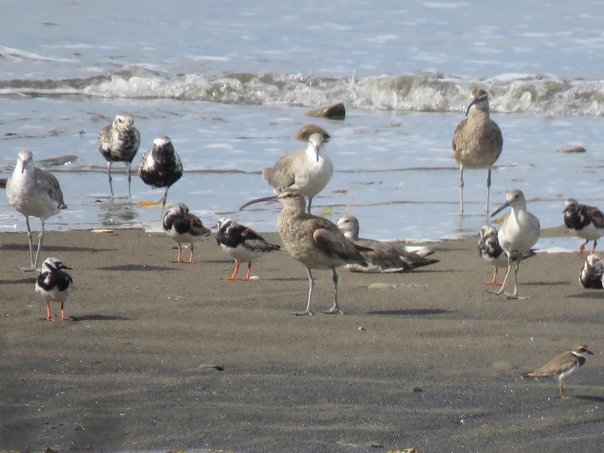 Black-bellied Plover - ML175261311