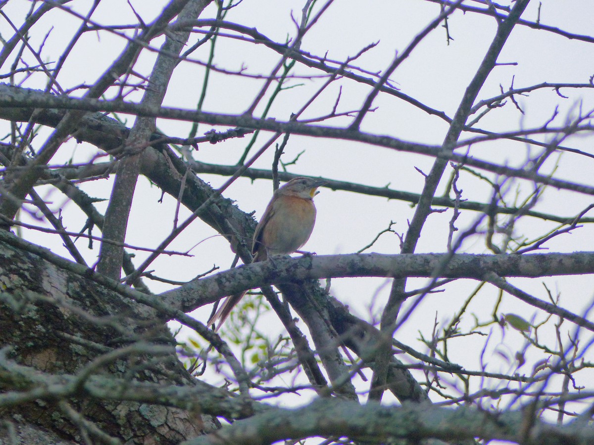 Chotoy Spinetail - Roberto Neumann