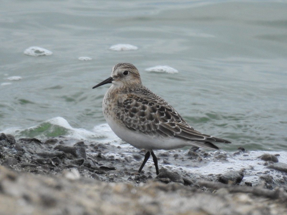 Baird's Sandpiper - Amy Lyyski