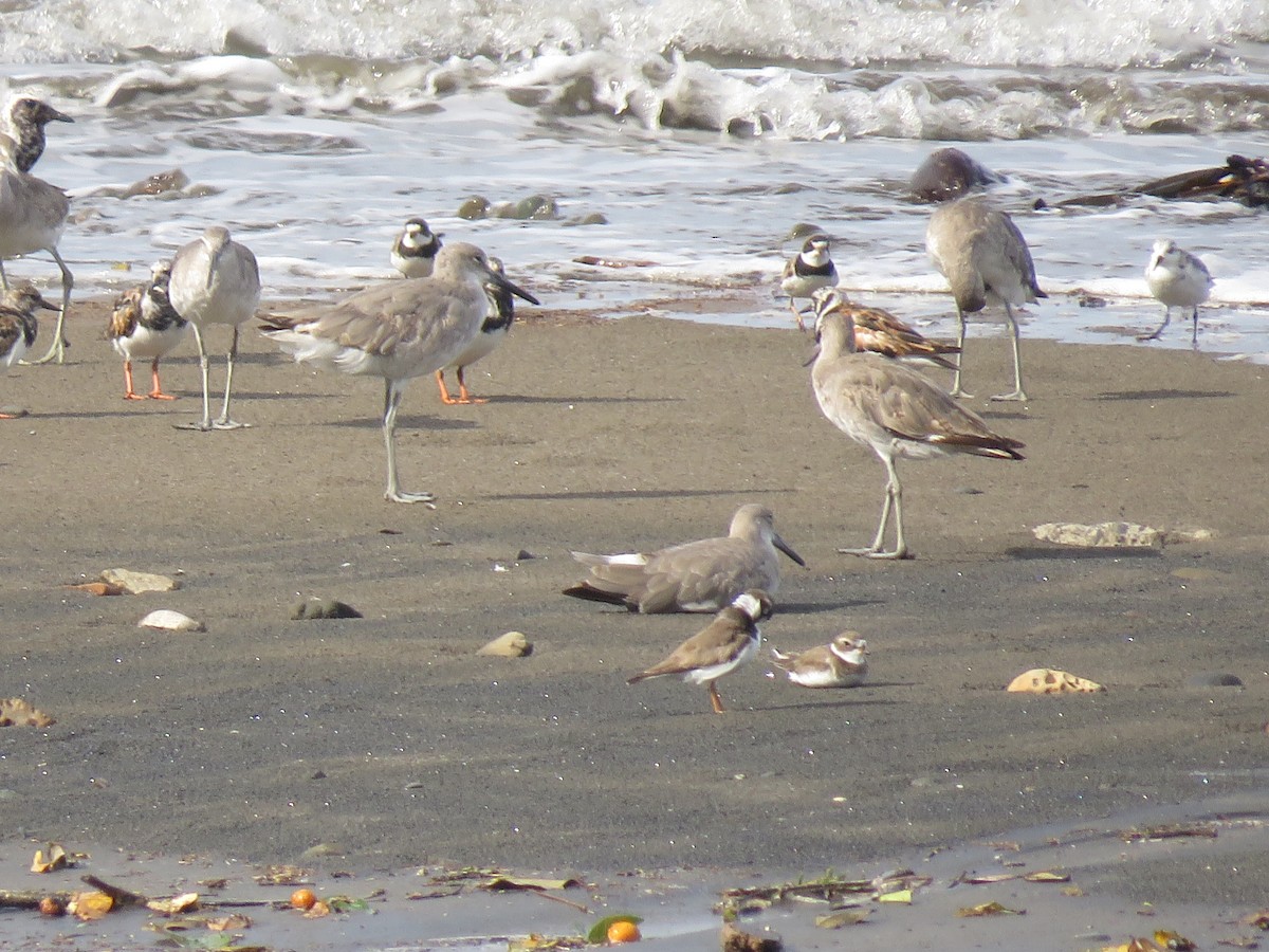 Willet - katiuska Sicilia