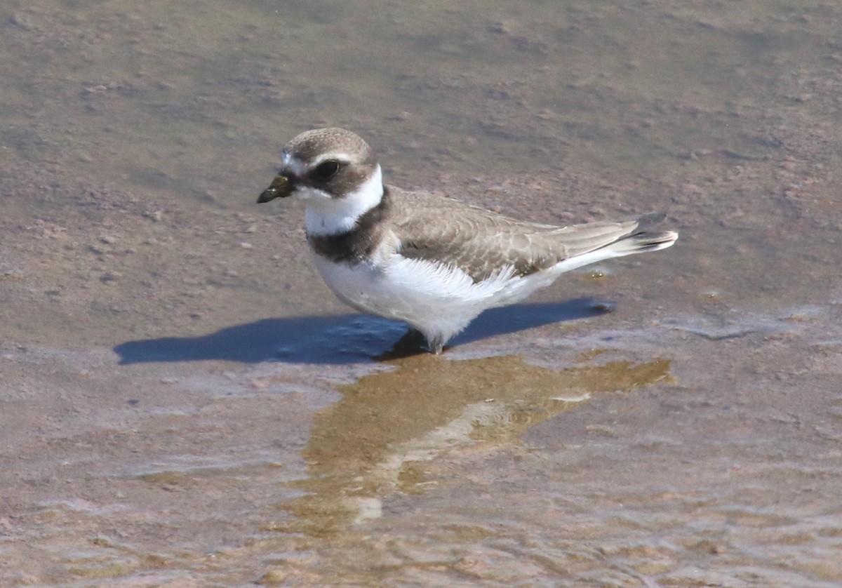 Semipalmated Plover - ML175262681