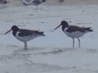 American Oystercatcher - ML175263201