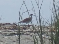 Whimbrel - Louis DeMarco