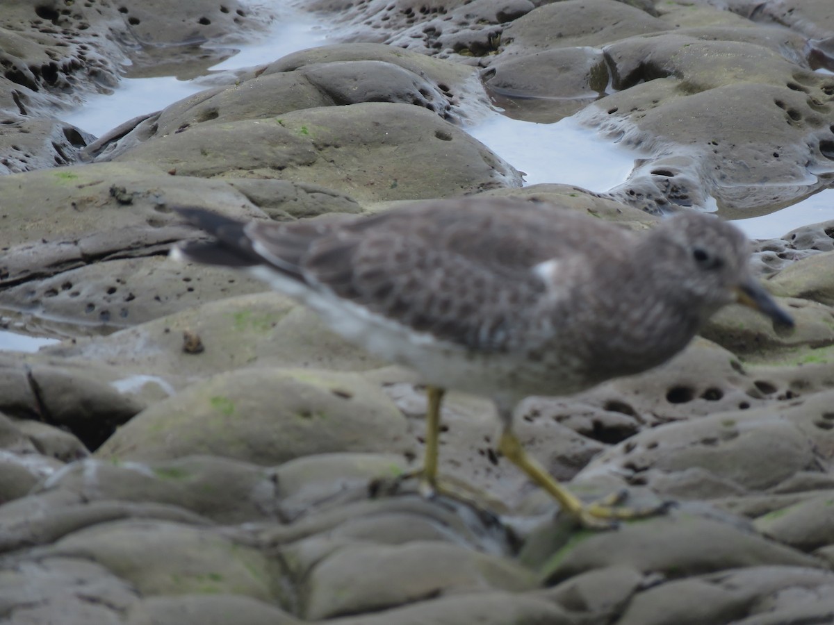 Surfbird - ML175263981