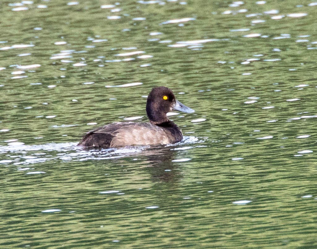 Lesser Scaup - Scott Gilbert