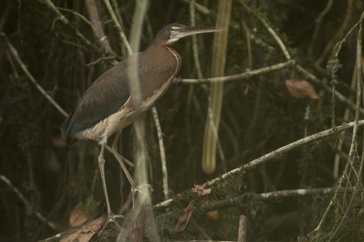 Agami Heron - ML175266201