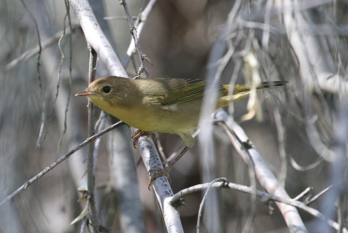 Common Yellowthroat - ML175266251