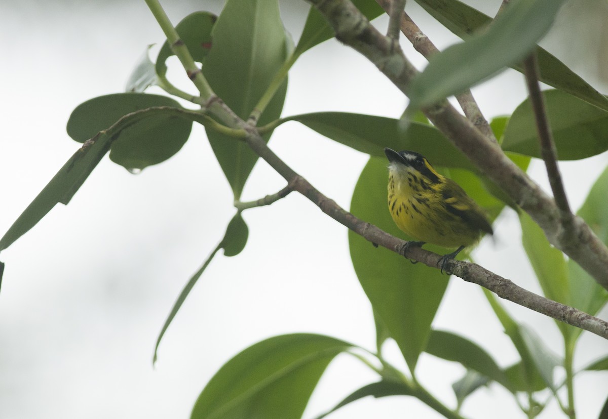 Yellow-browed Tody-Flycatcher - Giselle Mangini