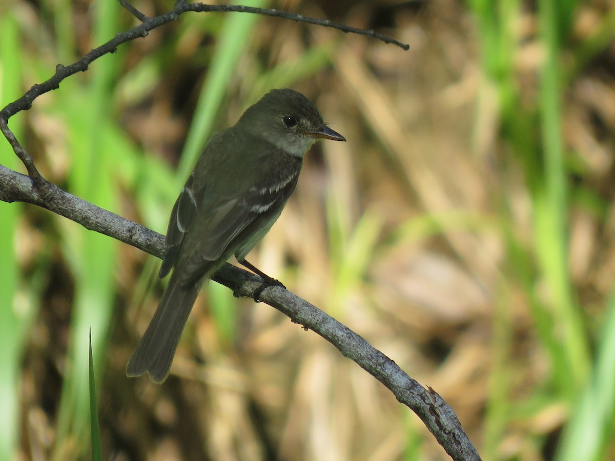 חטפית Empidonax בלתי-מזוהה - ML175267871