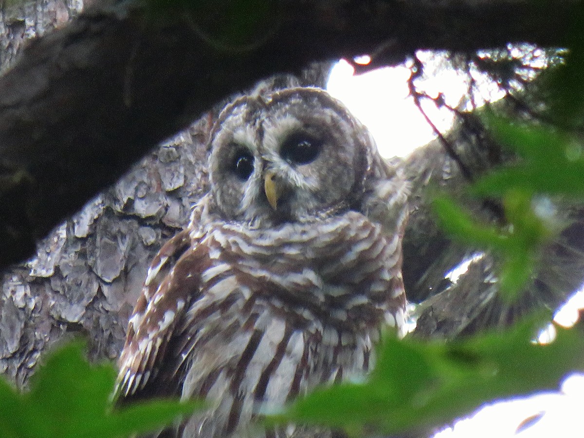 Barred Owl - ML175268011