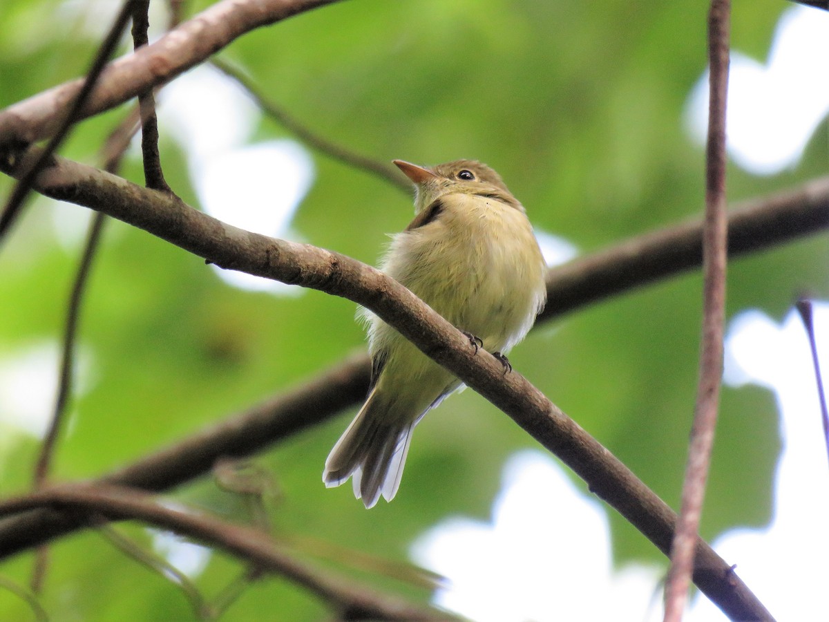 Acadian Flycatcher - ML175268171