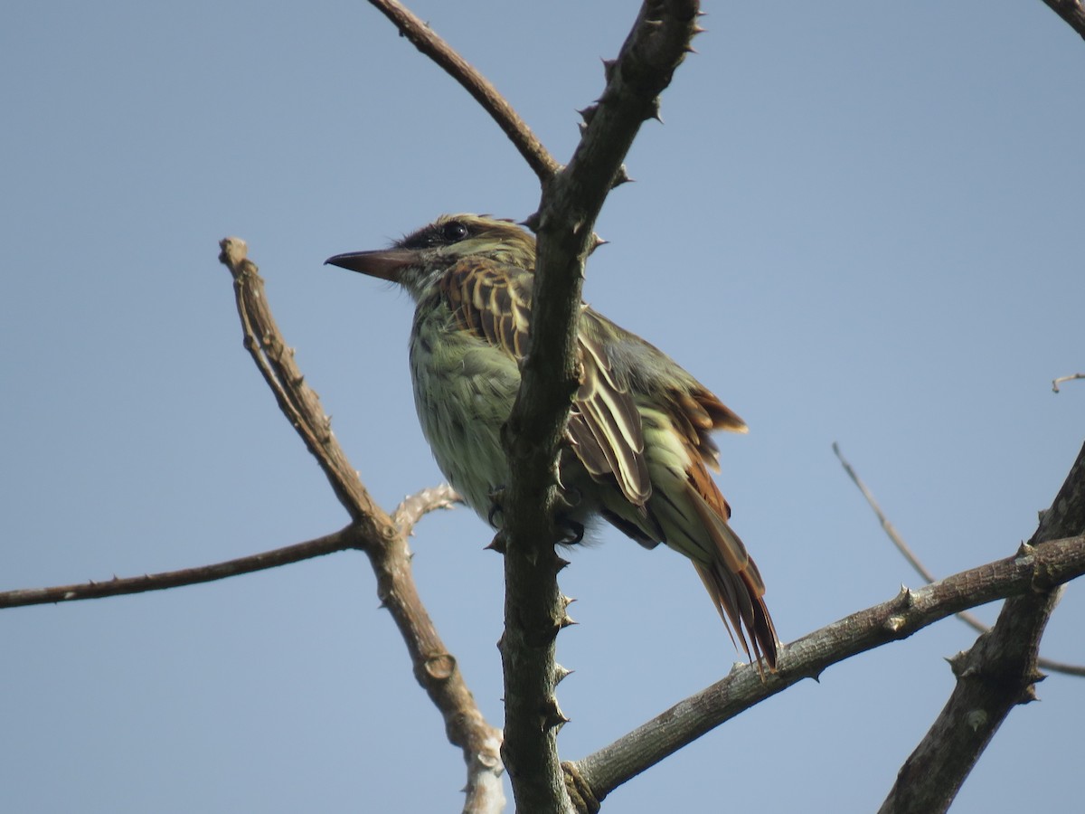 Streaked Flycatcher - ML175268511