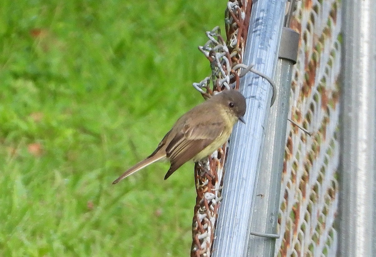 Eastern Phoebe - ML175268691