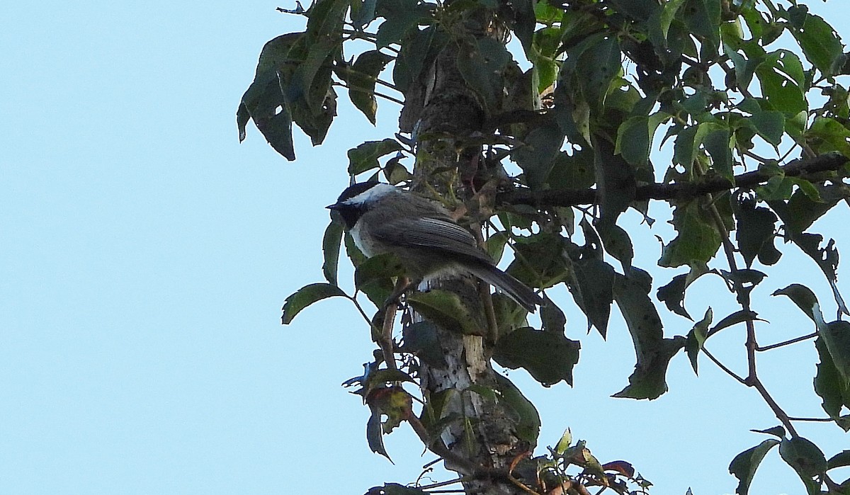 Carolina Chickadee - ML175269081