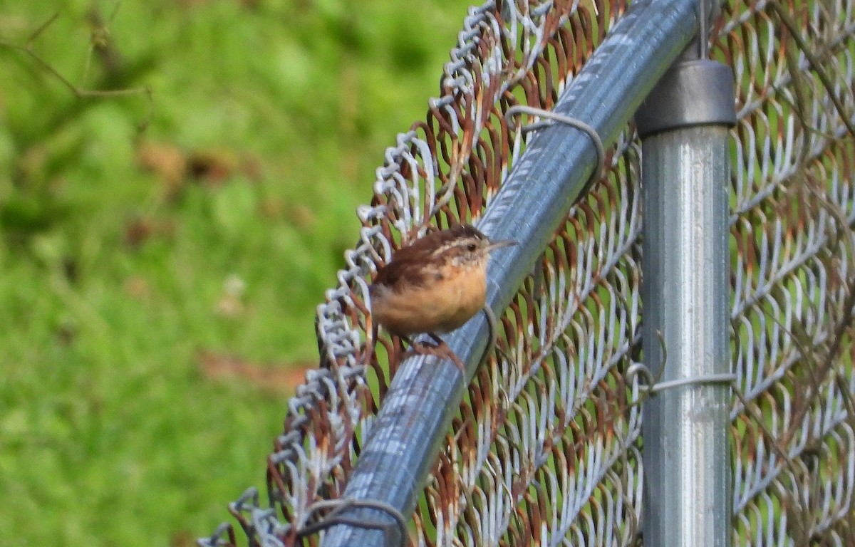 Carolina Wren - ML175269241