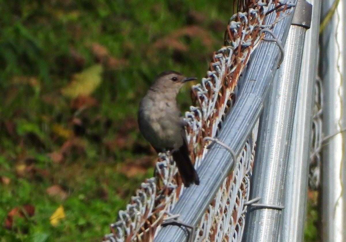 Gray Catbird - ML175269301