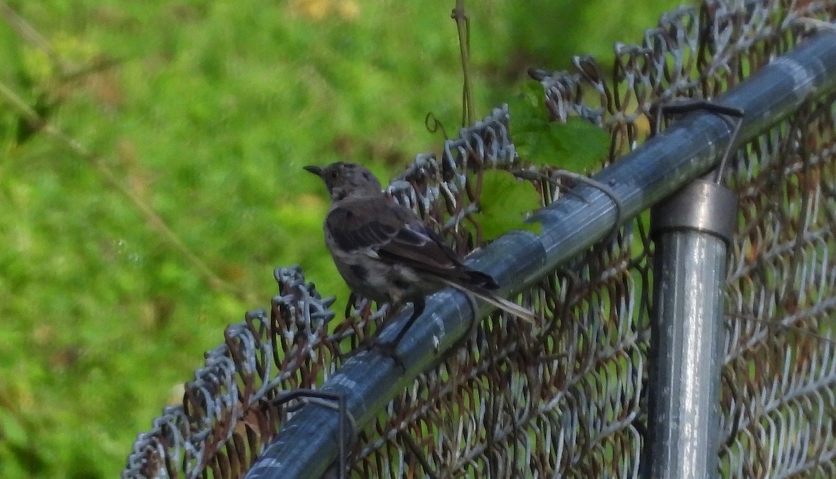 Northern Mockingbird - ML175269401