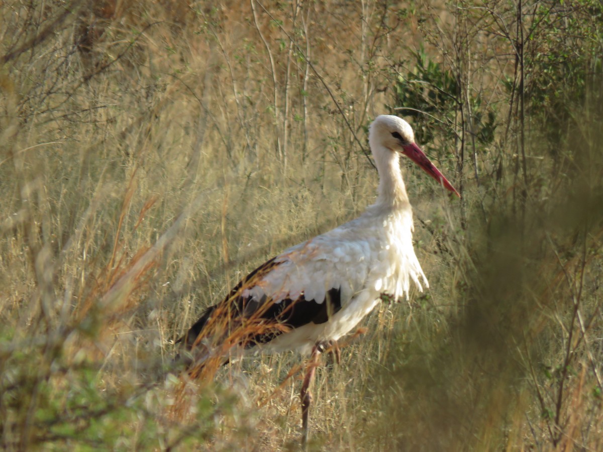 White Stork - ML175269431