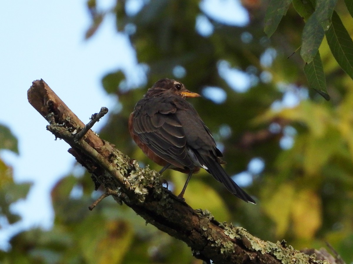 American Robin - ML175269451