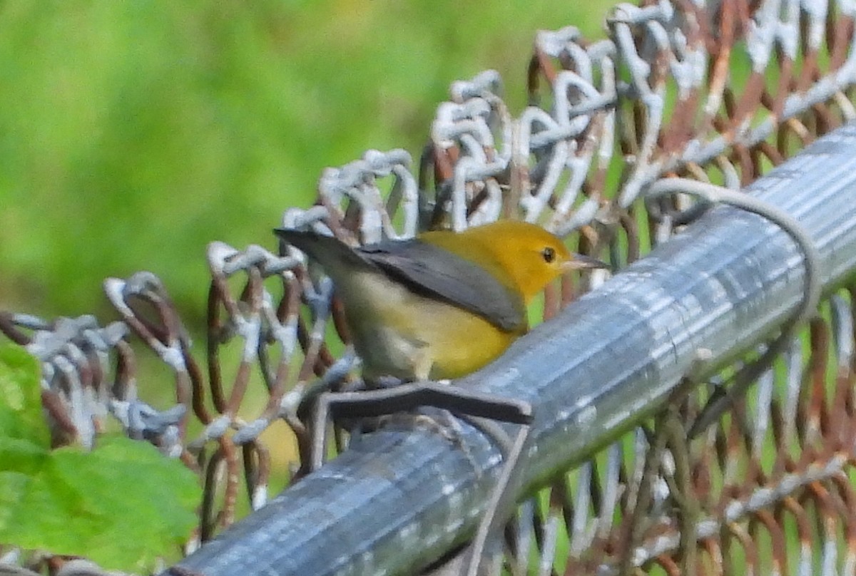 Prothonotary Warbler - ML175269531