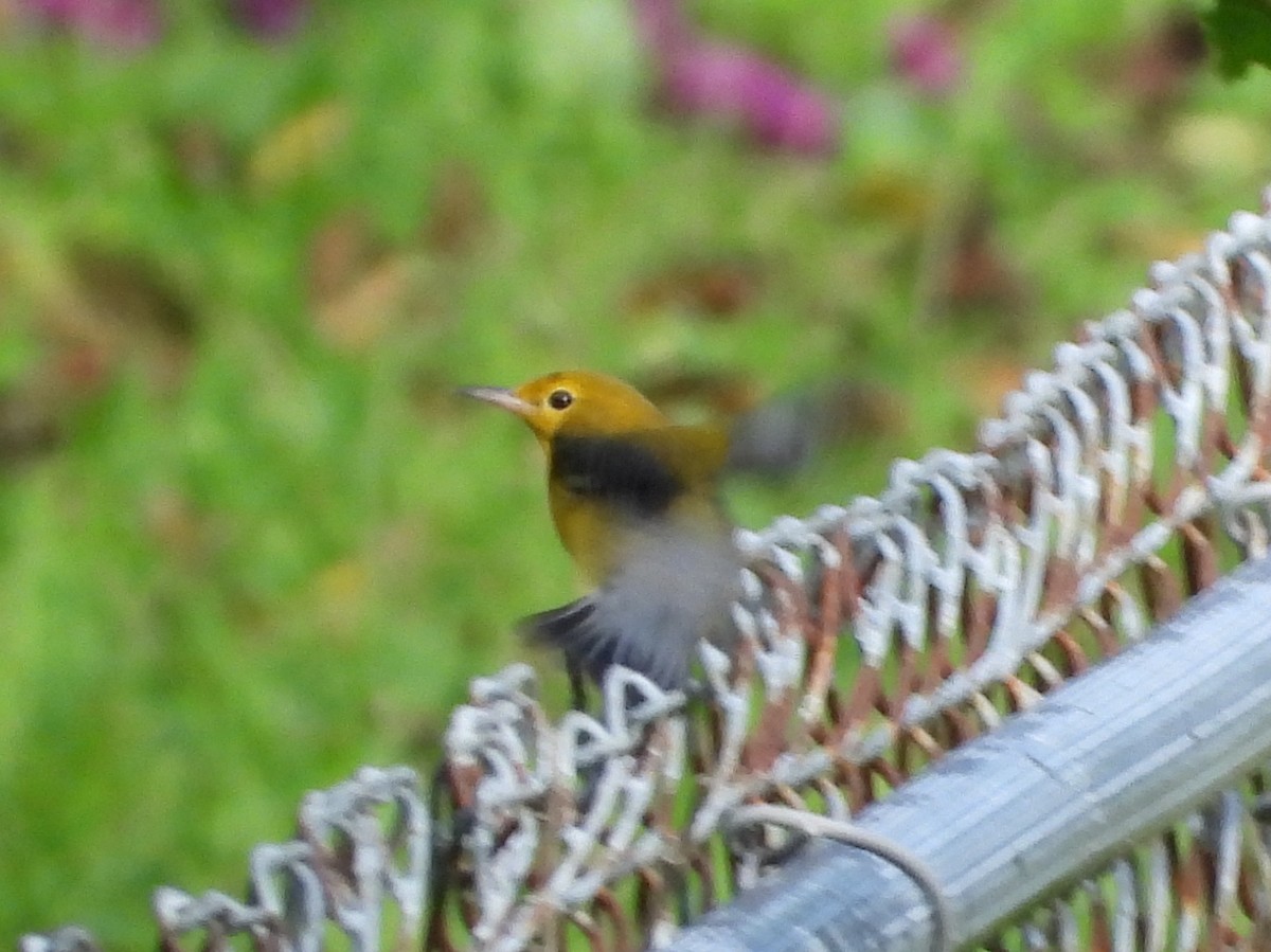 Prothonotary Warbler - ML175269541