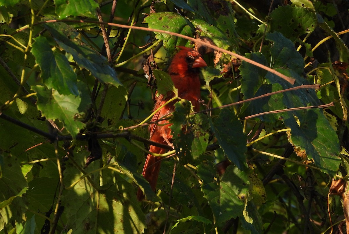 Northern Cardinal - Ron Furnish