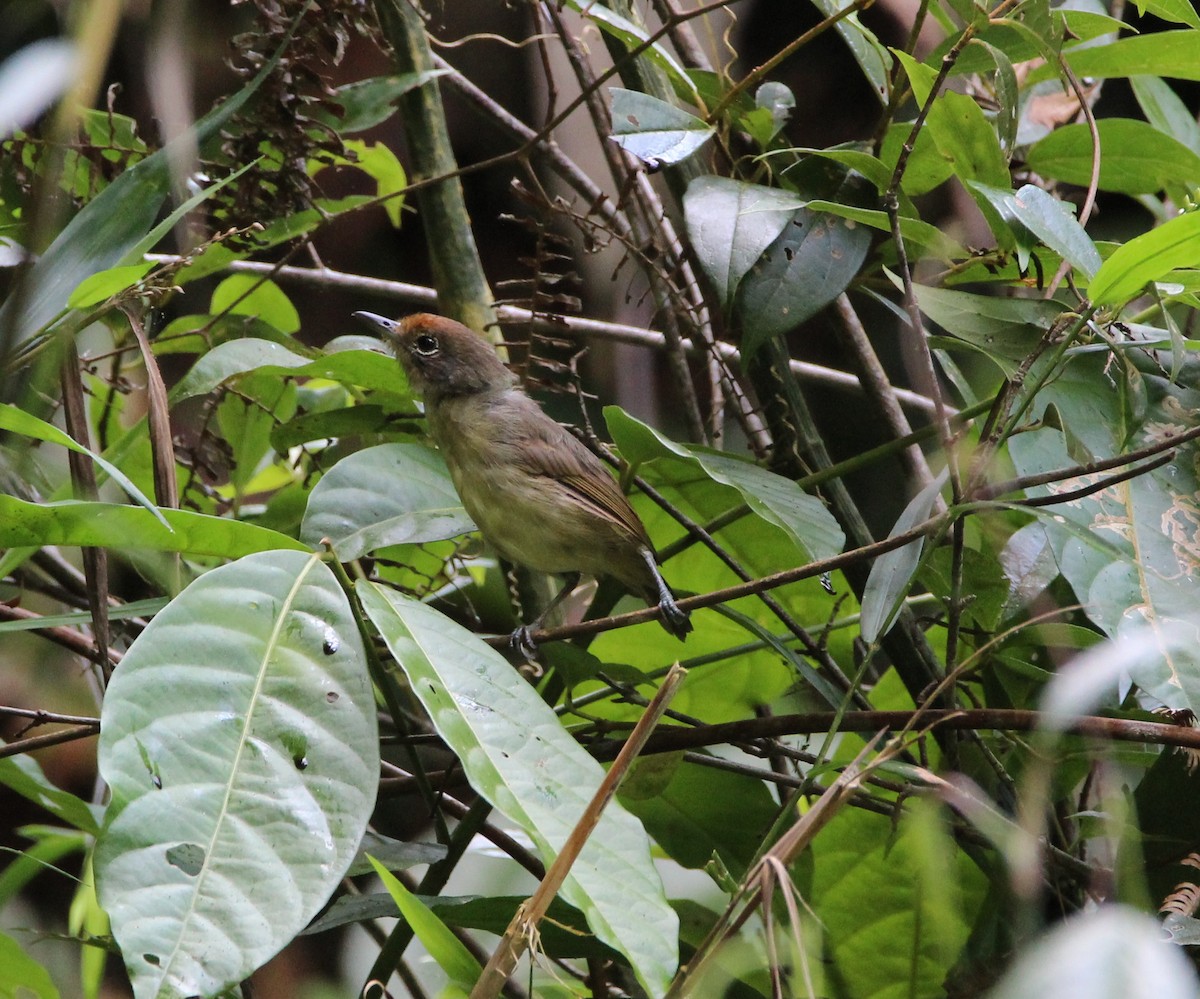 Plain Antvireo - ML175271751