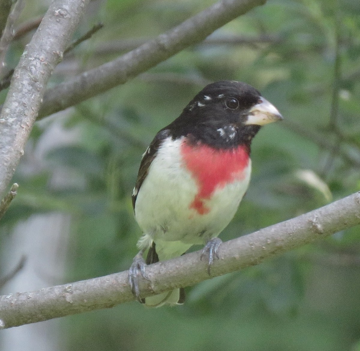 Rose-breasted Grosbeak - ML175272671