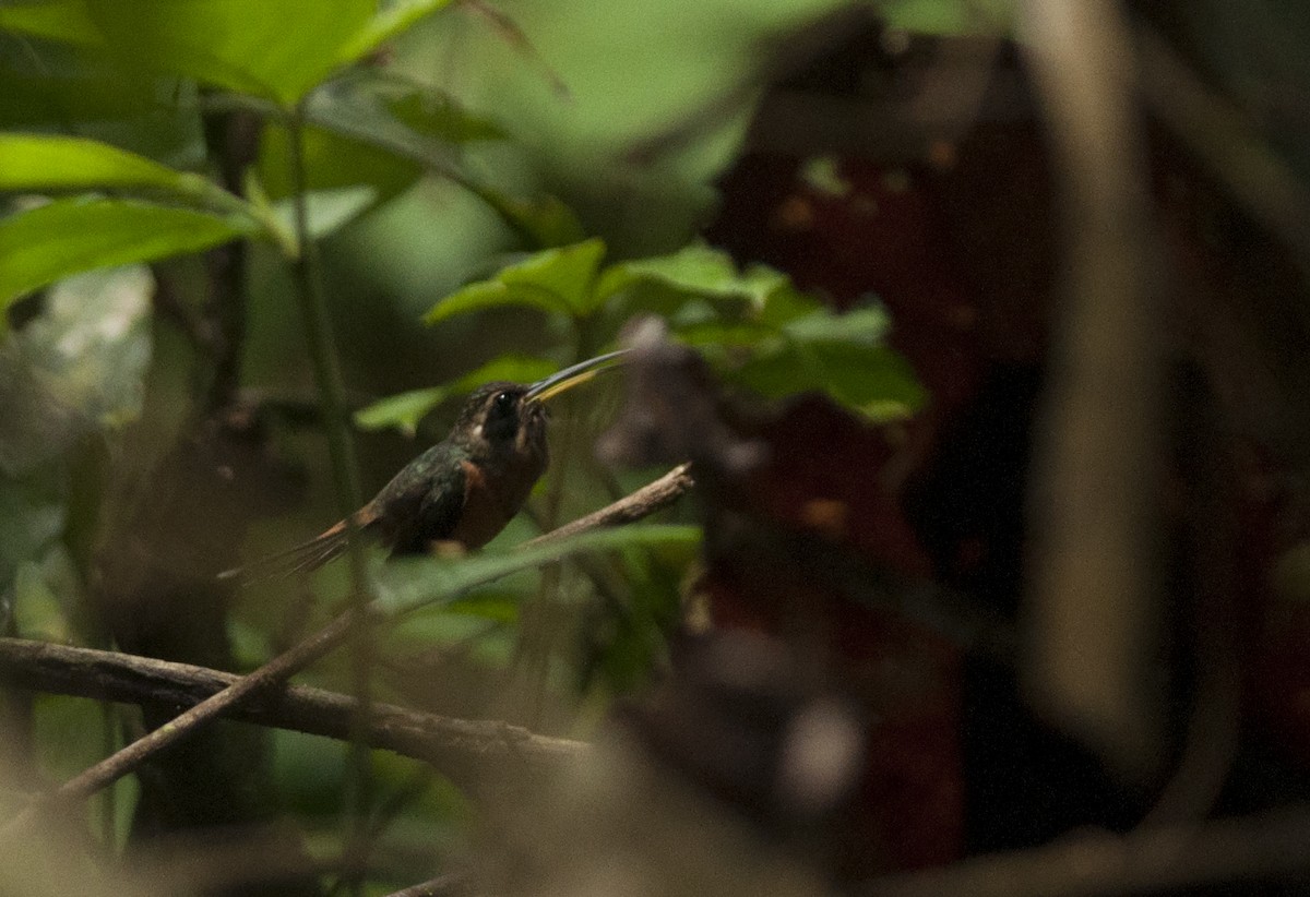 Black-throated Hermit - ML175273451