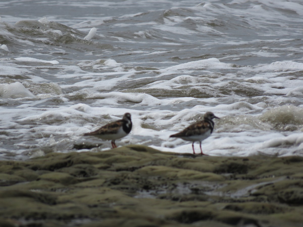 Ruddy Turnstone - ML175273601