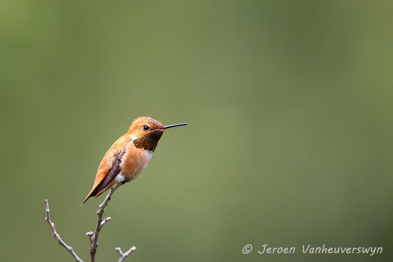 Rufous Hummingbird - ML175273791