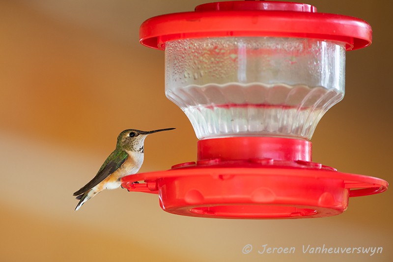 Rufous Hummingbird - ML175273801