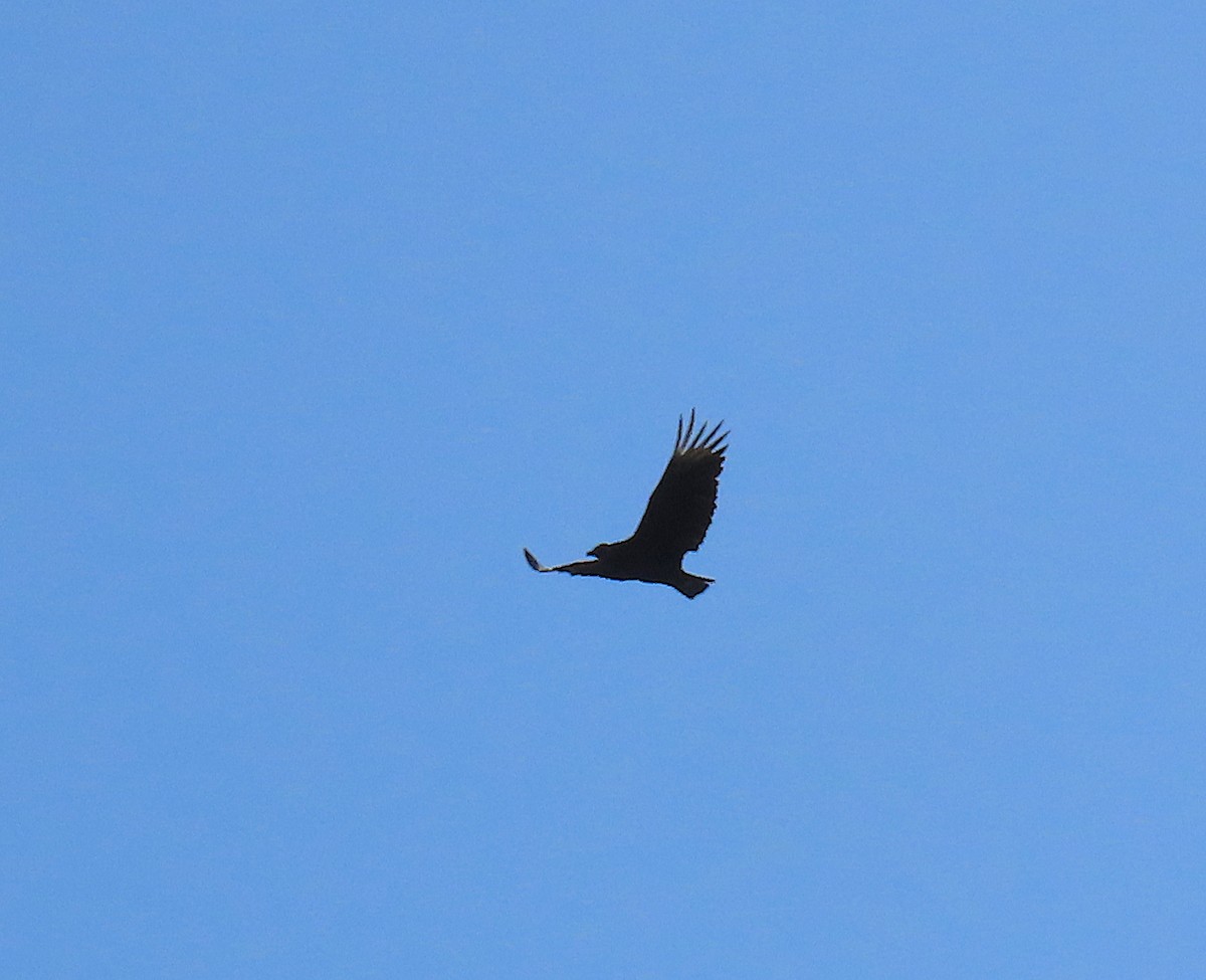 Black Vulture - ML175273881