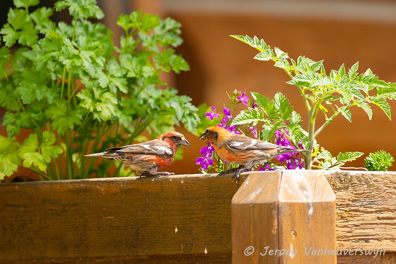 White-winged Crossbill - ML175273911