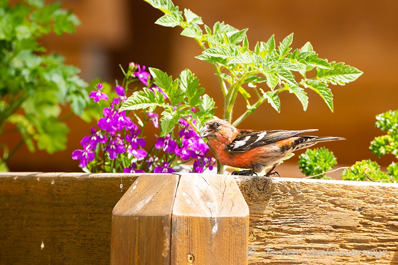 White-winged Crossbill - ML175273921