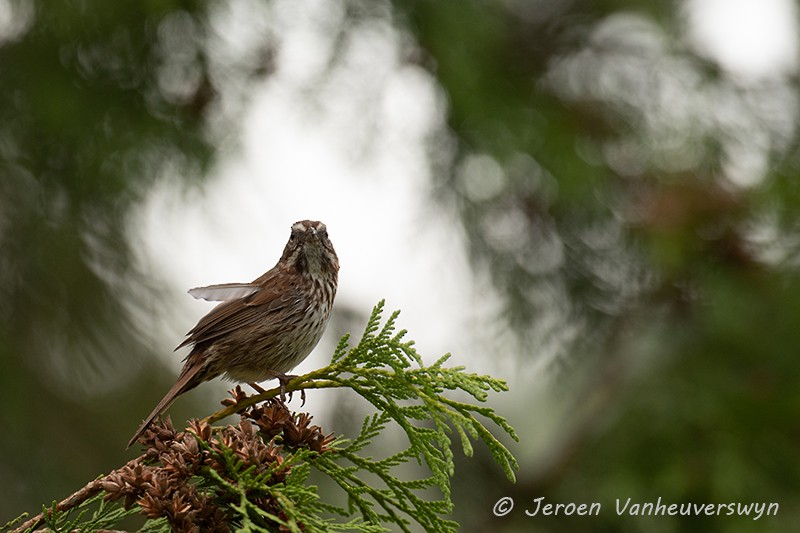 Song Sparrow - ML175274001