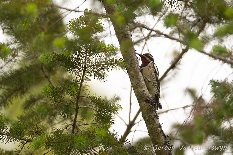 Red-naped Sapsucker - ML175274671