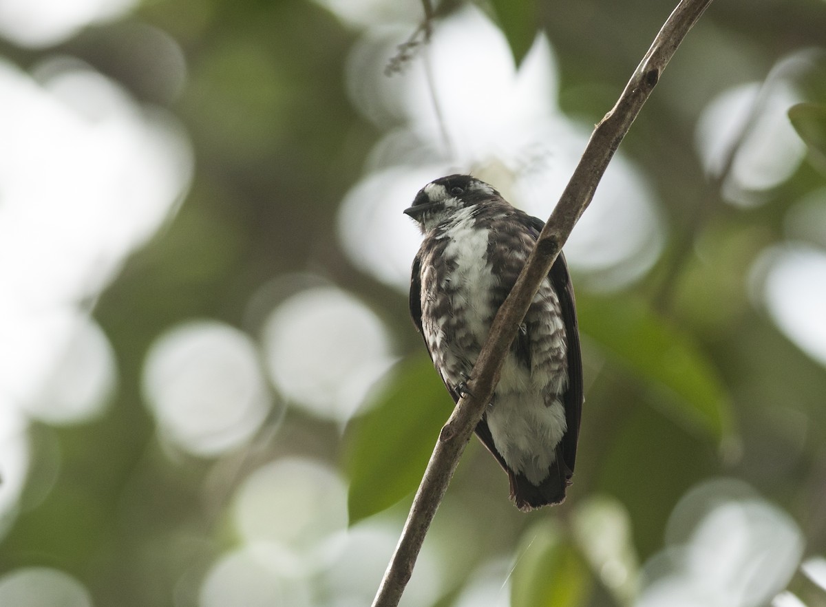 White-browed Purpletuft - ML175275041