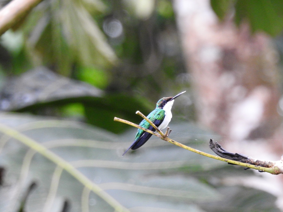 Purple-crowned Fairy - Néstor Villalobos Rojas