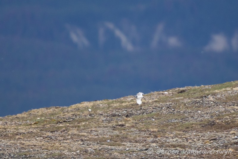 White-tailed Ptarmigan - ML175275831