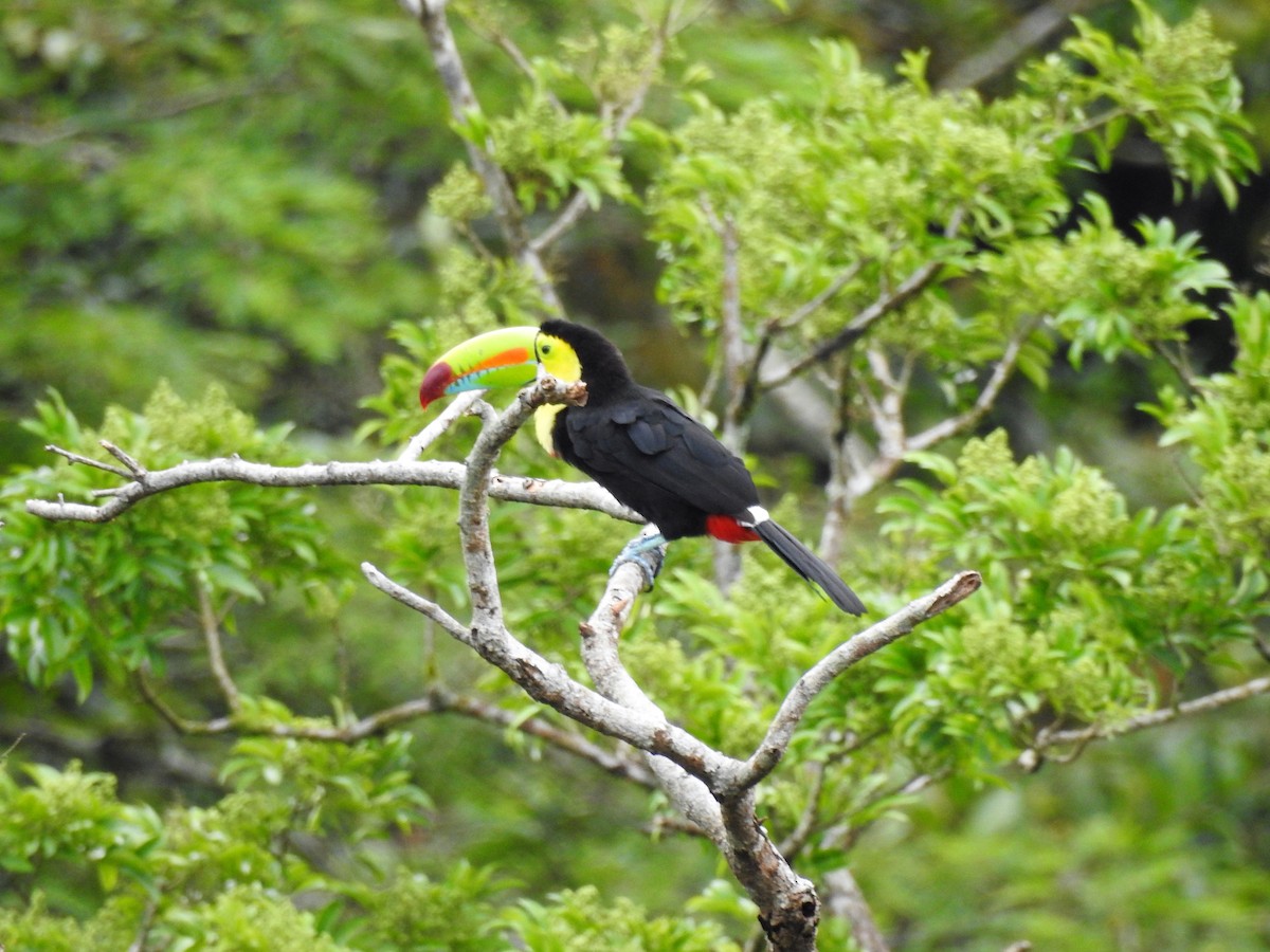 Keel-billed Toucan - ML175275941