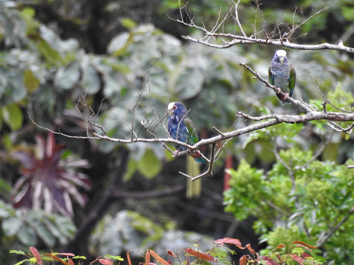 White-crowned Parrot - ML175276341