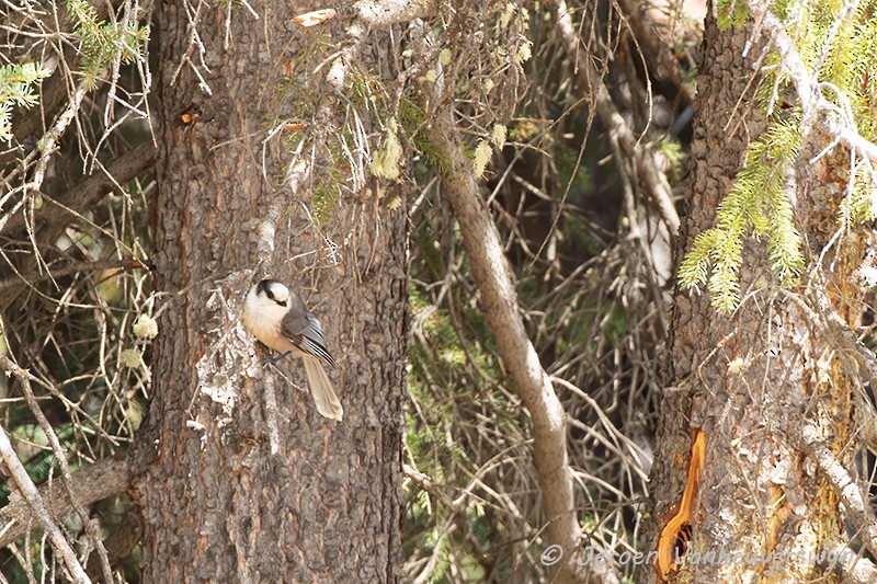 Canada Jay - ML175276481