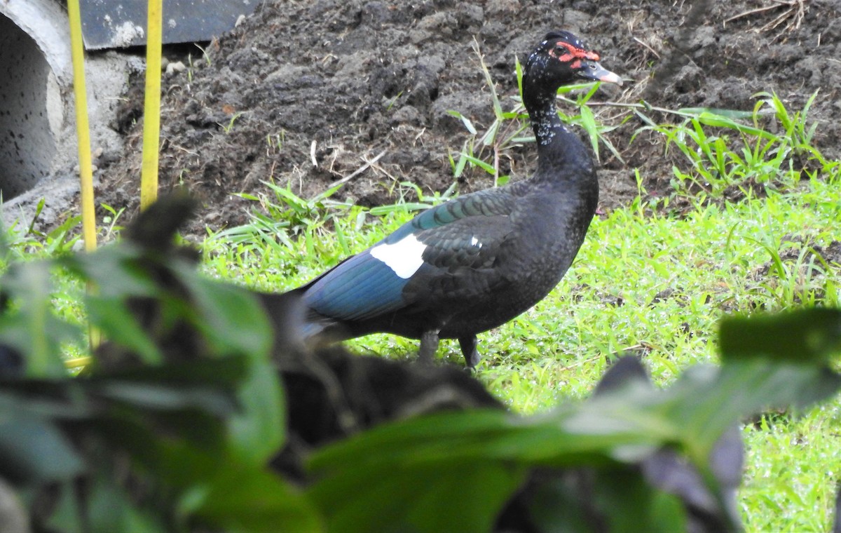 Muscovy Duck - ML175276891