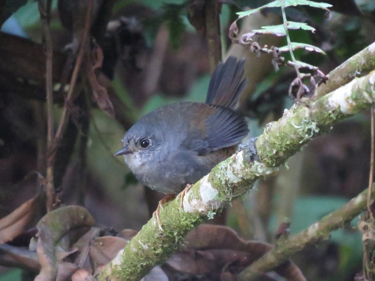 Rock Tapaculo - Olívia  Suzuki