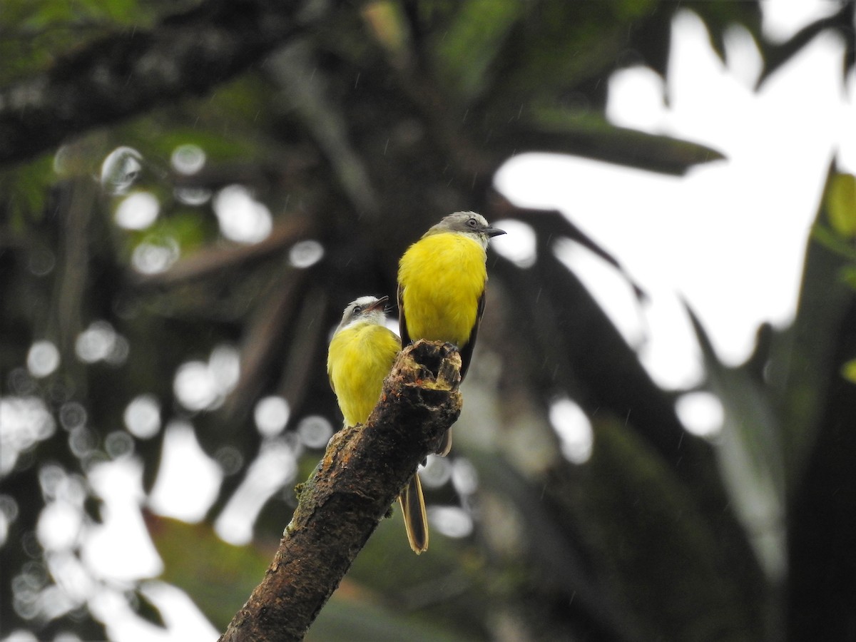 Gray-capped Flycatcher - ML175277161