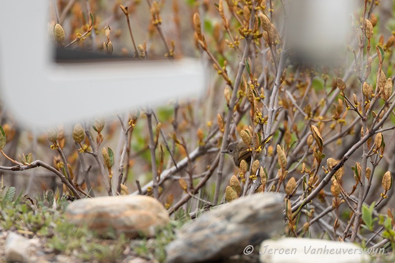 American Redstart - ML175277521