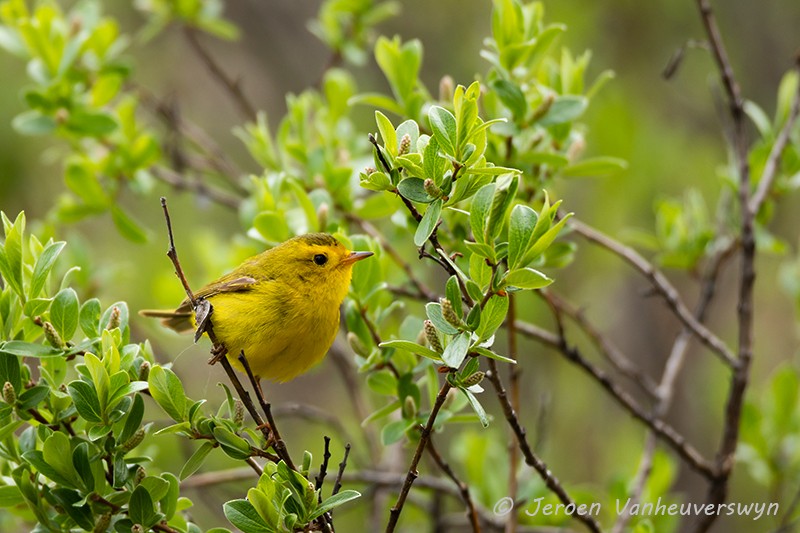 Wilson's Warbler - ML175278141