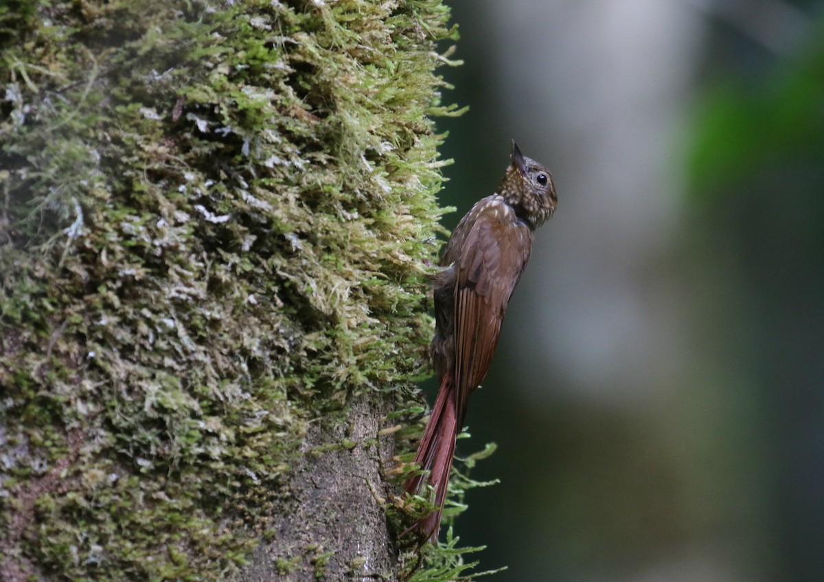 Tawny-winged Woodcreeper - ML175278641